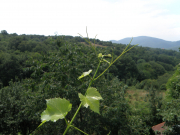 Belitsa