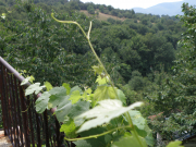 Belitsa
