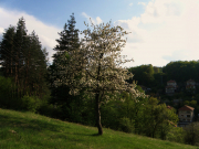 Tryavna