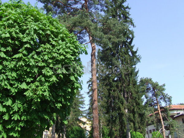 Tryavna