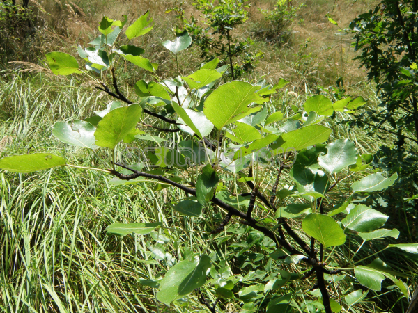 Belitsa