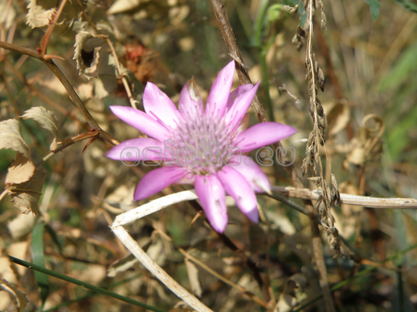 Belitsa