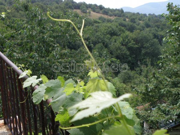 Belitsa