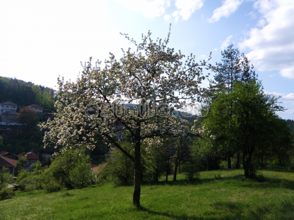 Tryavna
