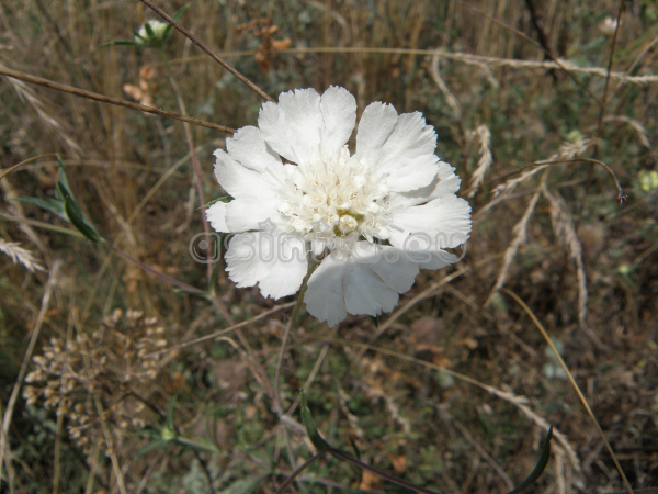 Belitsa