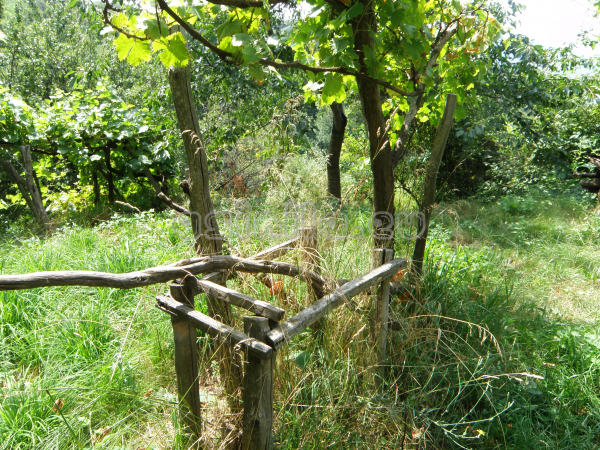 Belitsa
