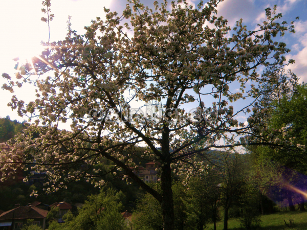 Tryavna