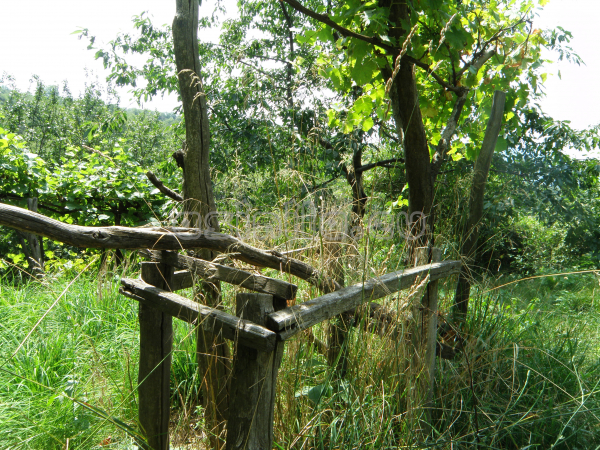 Belitsa