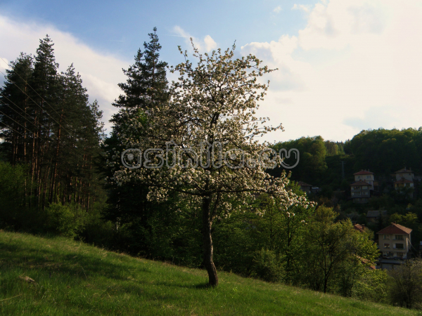 Tryavna
