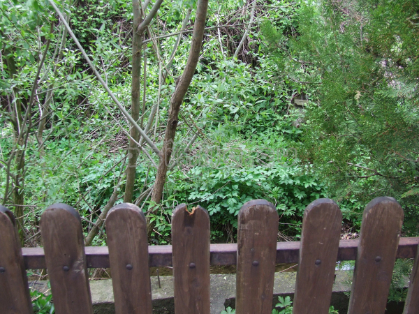 Tryavna