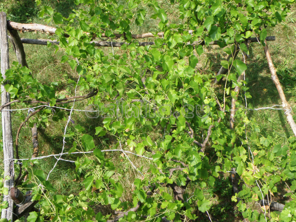 Belitsa