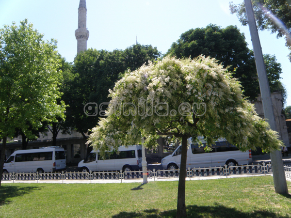 Istanbul, Turkey  - May 2010