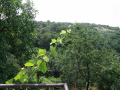 Belitsa