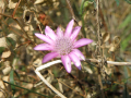 Belitsa
