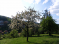 Tryavna