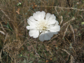 Belitsa