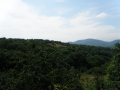 Belitsa