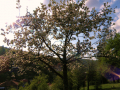 Tryavna