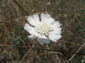 Belitsa
