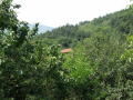 Belitsa