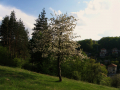 Tryavna