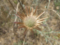 Belitsa