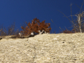 Perperikon