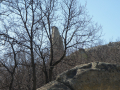 Perperikon