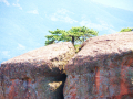 Belogradchik rocks