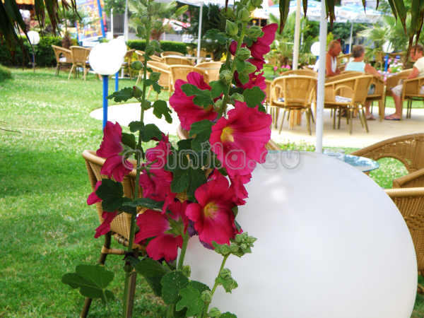 Sunny Beach